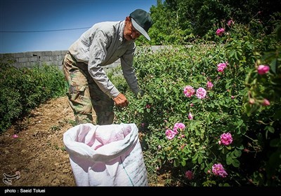 برداشت گل محمدی در بجنورد