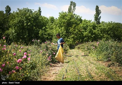 برداشت گل محمدی در بجنورد