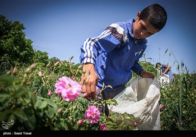 برداشت گل محمدی در بجنورد