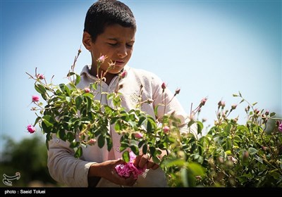 برداشت گل محمدی در بجنورد