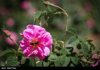 برداشت گل محمدی در بجنورد