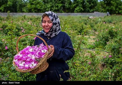 برداشت گل محمدی در بجنورد