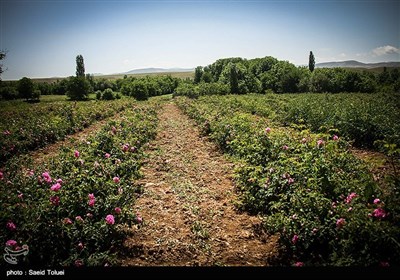 برداشت گل محمدی در بجنورد