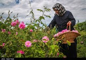 600 تن گل محمدی در استان سمنان برداشت می‌شود