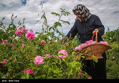 برداشت گل محمدی در بجنورد