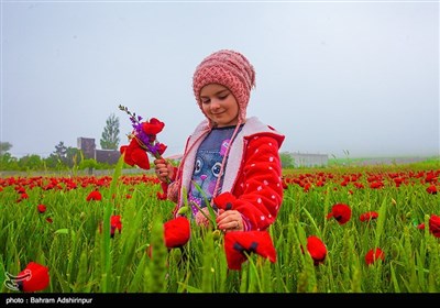 مروج شقائق النعمان فی اردبیل غرب ایران
