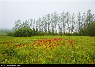 مروج شقائق النعمان فی اردبیل غرب ایران