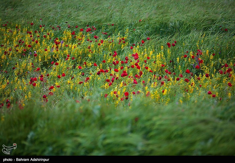 دشت شقایق- اردبیل