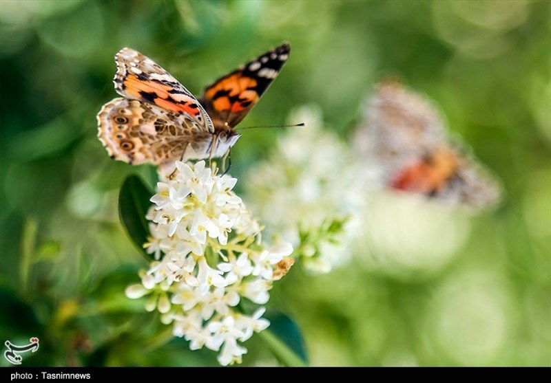 علت زیاد شدن پروانه در آذربایجان غربی چیست؟