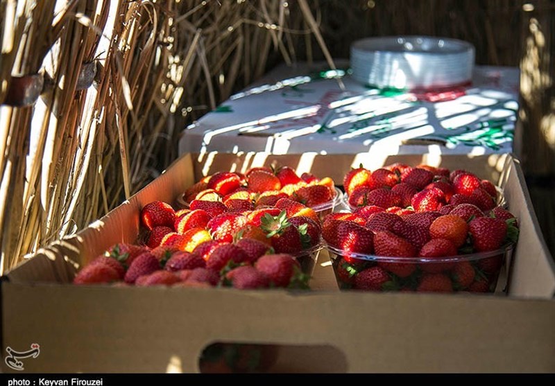 توت فرنگی محبوب‌ترین میوه‌ ایرانی/120 هزار تن توت‌فرنگی روانه بازار شد