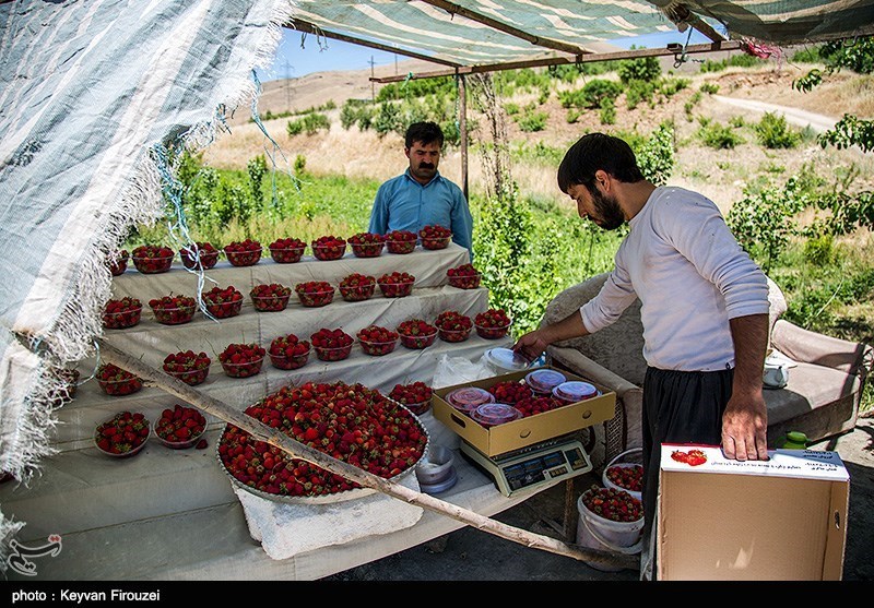 برداشت توت فرنگی از مزارع کردستان