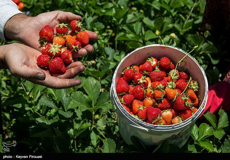 برداشت توت فرنگی از مزارع کردستان