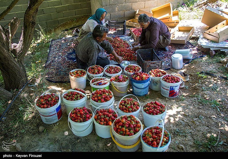 برداشت توت فرنگی از مزارع کردستان