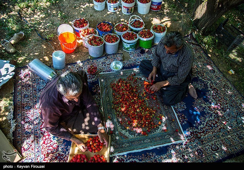 برداشت توت فرنگی از مزارع کردستان