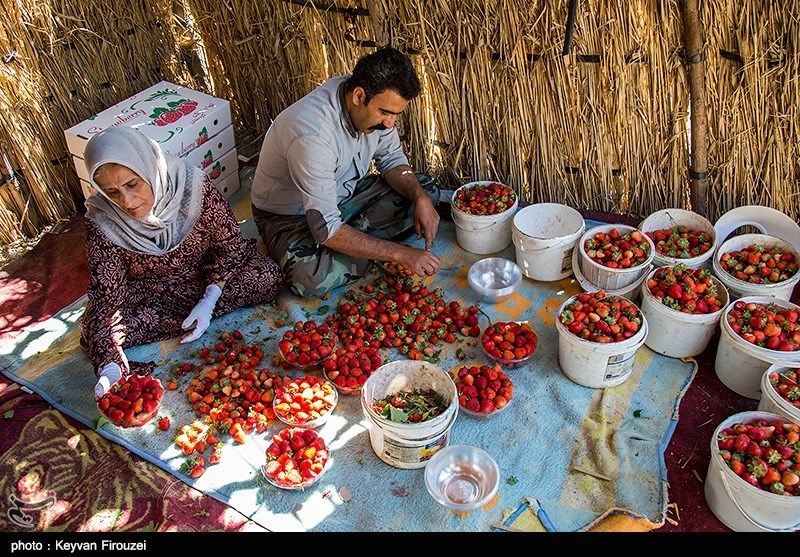 برداشت توت فرنگی از مزارع کردستان