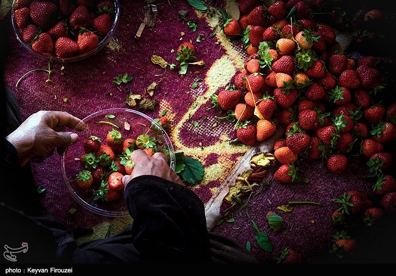 برداشت توت فرنگی از مزارع کردستان