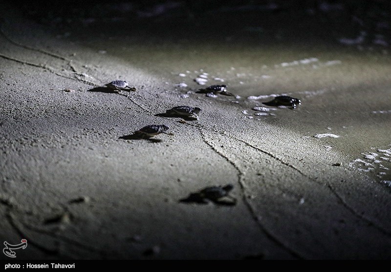 نخستین گروه جوجه لاک‌پشت‌های پوزه عقابی بوشهر راهی دریا شدند