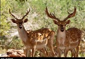 پرونده گوزنهای قرمز ایرانی روی میز دادستانی/ دادستان استان گلستان از مدیران منابع طبیعی و محیط زیست توضیح خواست