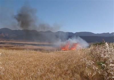 آتش‌سوزی، 20 هکتار از مزارع گندم کوزران کرمانشاه را دود کرد