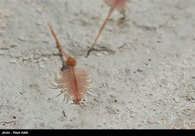 این دریاچه از اواسط دهه ۸۰ شروع به خشک شدن کرد. بررسی تصاویر ماهواره‌ای نشان می‌دهد که در سال ۲۰۱۵ این دریاچه ۲۵ تا ۵۰ درصد مساحت خود را از دست داده است. دلایل بسیاری برای خشک شدن دریاچه ذکر شده‌است که از جمله می‌توان به خشکسالی، احداث بزرگراه بر روی دریاچه، استفاده بی‌رویه از منابع آب حوضه آبریز دریاچه، بارش کم برف و باران در سال‌های اخیر و احداث سد بر روی رودخانه‌های حوضه‌های آبریز این دریاچه اشاره کرد.