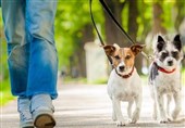 ابتلای یک سگ به ویروس کرونا در آمریکا