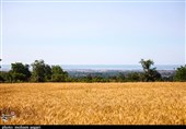 تازیانه خشکسالی بر گندم‌زارها/ کاهش نزولات خسارت جدی به مزارع دیم گندم در خراسان جنوبی وارد کرد‌
