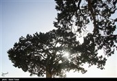 گزارش| قصه تلخ آتشسوزی در جنگلهای اُرس شمال استان سمنان