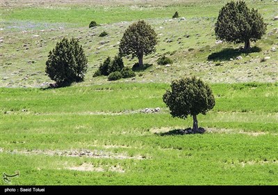 قطع بی‌رویه این گونه گیاهی به منظور تهیه سوخت و یا خانه سازی باعث کاهش جنگل‌های اُرس شده است