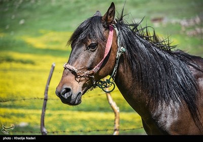 طبیعت سوباتان