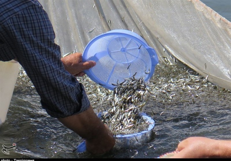 رهاسازی یک میلیون بچه ماهی در رودخانه سفیدرود گیلان به‌روایت تصویر