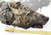 40,000-Year-Old Bear-Like Wolf Found Preserved in Siberian Permafrost