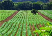آذربایجان غربی پیشتاز تولید محصولات باغی دانش بنیان