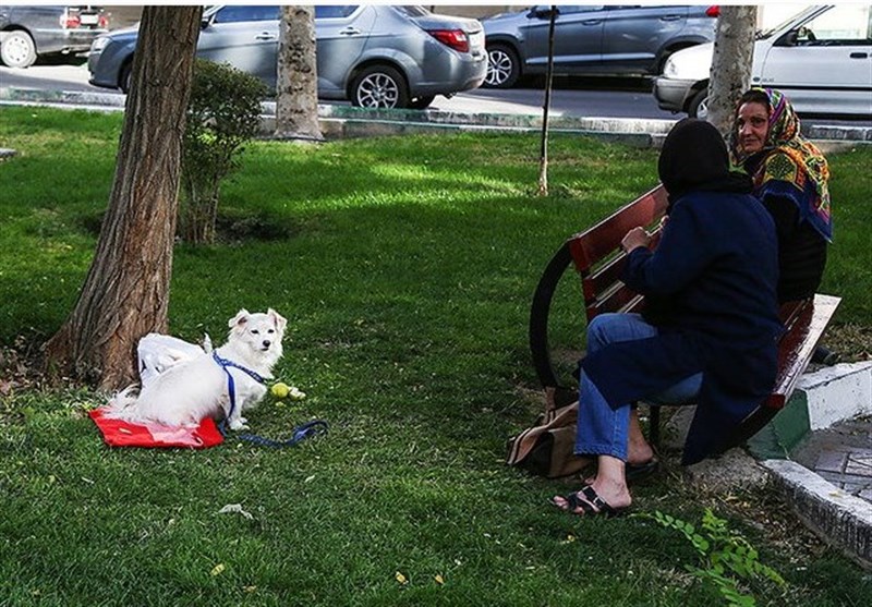انتقاد از مصوبه دوره قبل شورای شهر تهران درباره ورود سگ‌ها به پارک‌ها