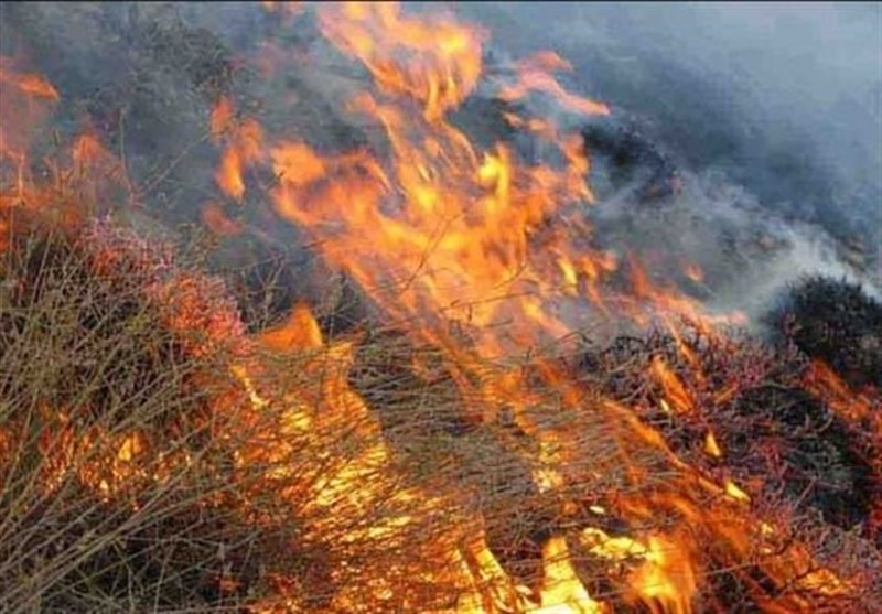 بوشهر| پوشش گیاهی جنگلی و مرتعی منطقه کوهستانی خاییز تنگستان در آتش سوخت