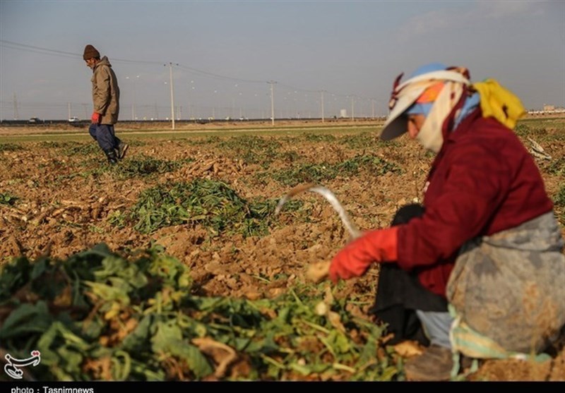 کشت نشایی در اراضی کشاورزی استان کردستان توسعه می‌یابد