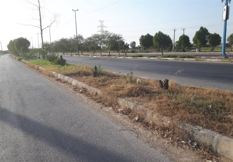 خوزستان| تار و مار درختان جاده کمربندی هندیجان؛ سونامی قطع درختان پایانی ندارد
