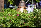نخستین جشنواره گلمحمدی و گلابگیری در گرگان به روایت تصویر
