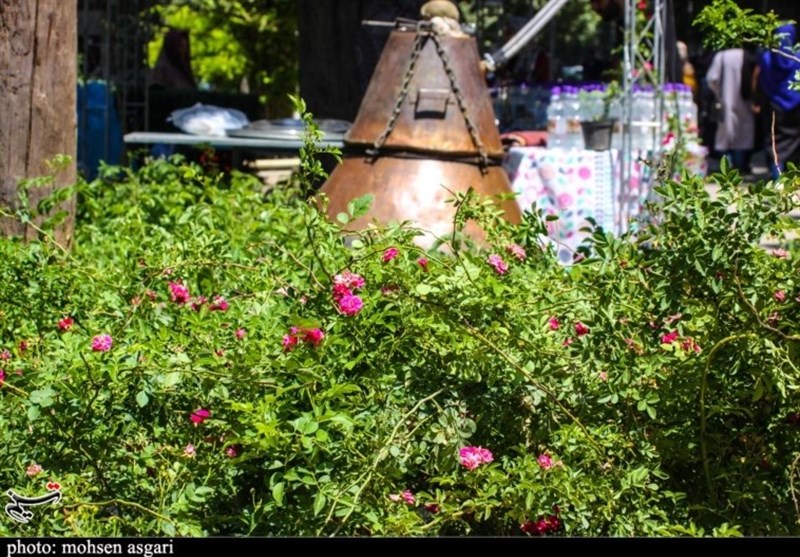 نخستین جشنواره گل‌محمدی و گلاب‌گیری در گرگان به روایت تصویر