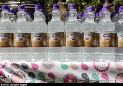 صنعت گلاب کاشان زیر سایه بی‌توجهی مسئولان/تولیدکنندگان از عدم حمایت گلایه دارند