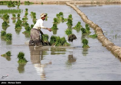 نشاء کاری در مبارکه اصفهان