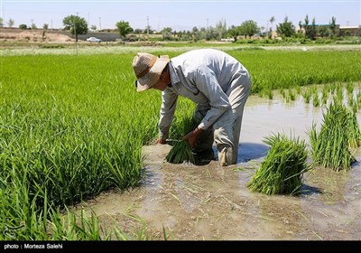 نشاء کاری در مبارکه اصفهان