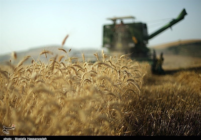 خرید گندم در همدان 100 هزار تن کاهش یافت