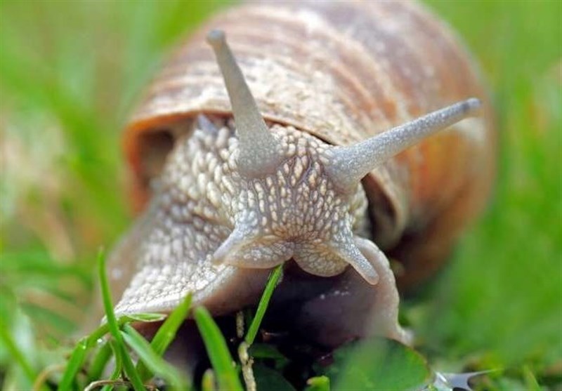 Scientists Create Reversible Super-Glue Inspired by Snail Mucus