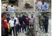 دو ضارب خرس سوادکوه روانه زندان شدند