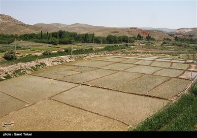 نشاء کاری در بجنورد