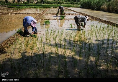 نشاء کاری در بجنورد