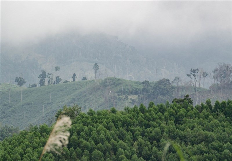 7 اقدام پیشنهادی فائو برای حفظ جنگل‌ها در منطقه آسیا اقیانوسیه