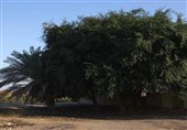 کاشت درختان بومی راهکاری برای حمایت از محیط زیست و مقابله با گرمای هوا در خوزستان