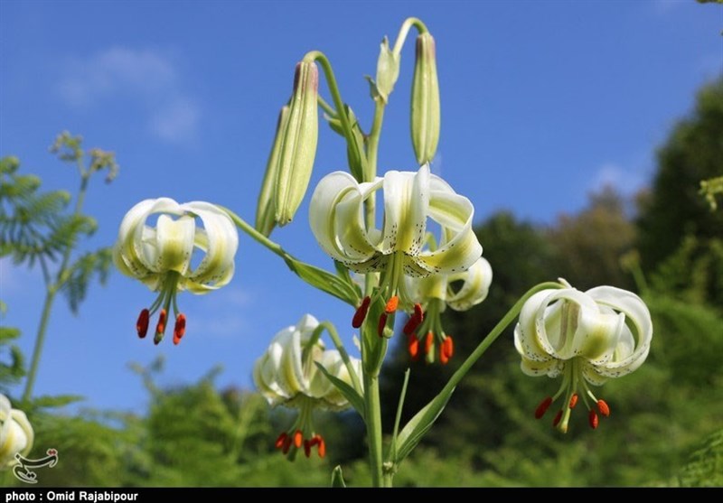 نادرترین گل جهان در داماش گیلان به‌روایت تصویر