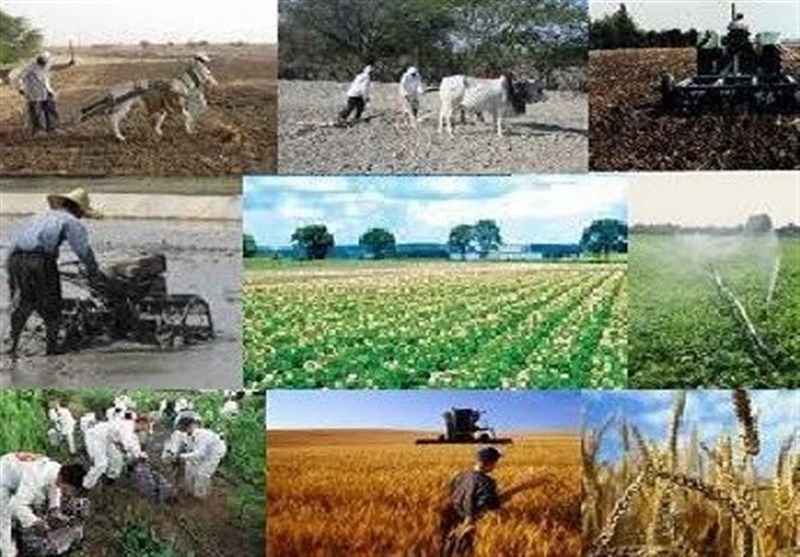 بیرجند| 27 درصد اشتغال خراسان جنوبی در بخش کشاورزی است